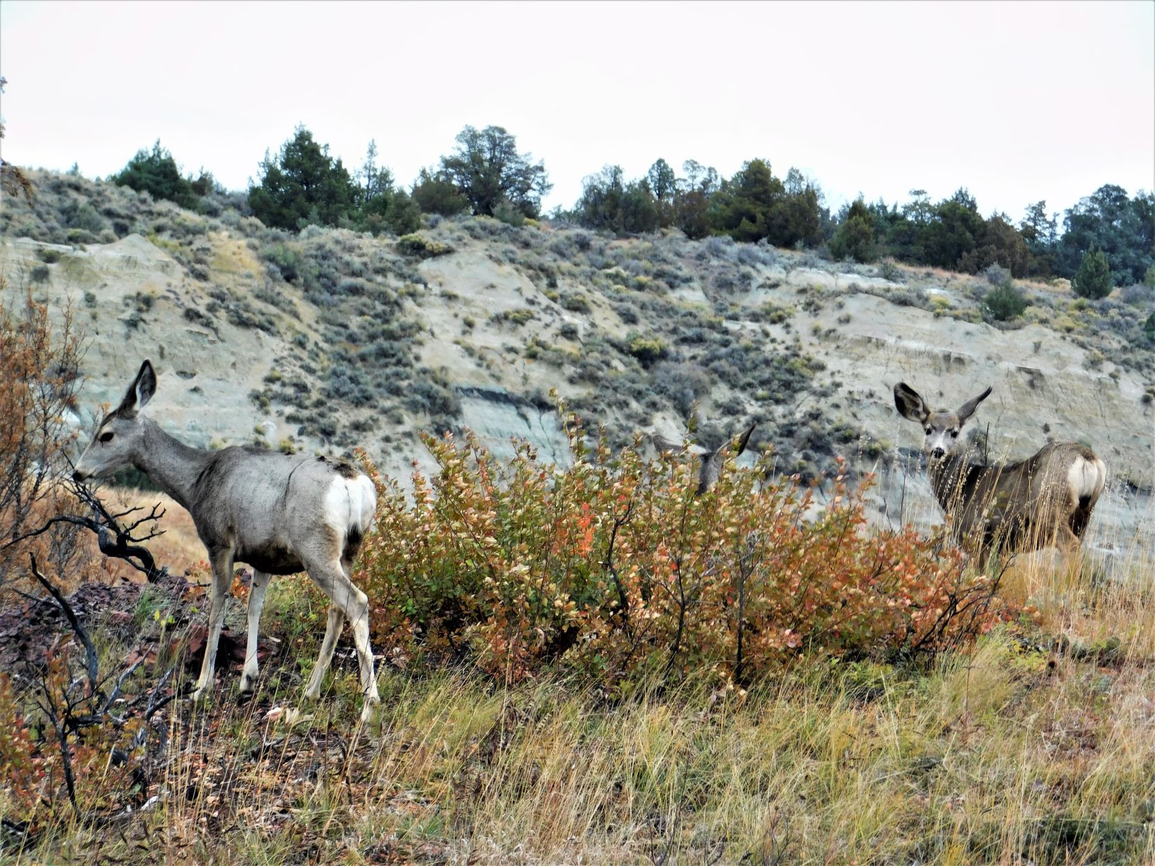 Deer